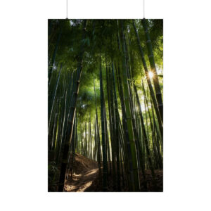 Sunlight shining through tall bamboo trees onto a forest path