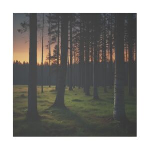 Forest at dusk with tall trees casting long shadows on the grassy forest floor as the sun sets