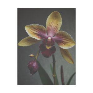 vibrant orchid with yellow and pink petals against a dark background