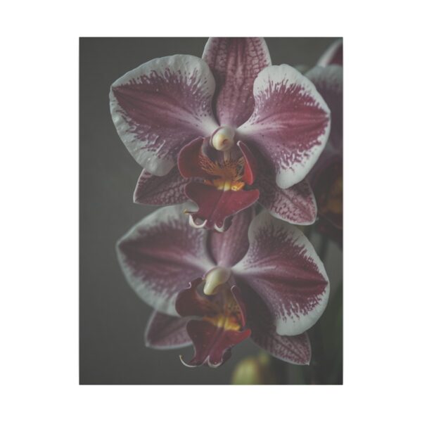 Close-up of two purple orchids with intricate details against a dark background